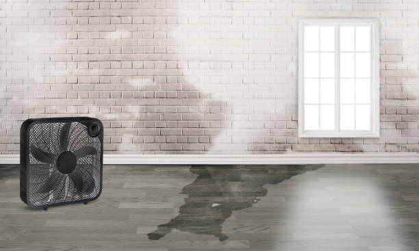 Best Water damage restoration experts  in Breckinridge Center, KY